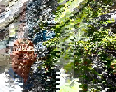 Chủ Ngộp Bán gấp 73m2 4 Tầng 4 x 17 Gò Xoài Tân Kỳ Tân Quý  Chỉ 5 Tỷ x