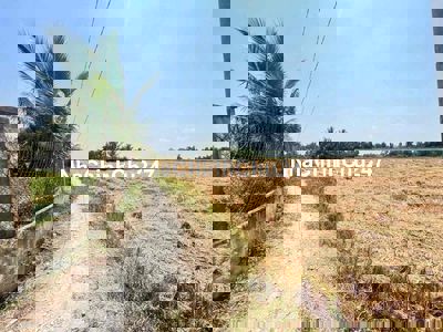 CHÍNH CHỦ bán nền đất lúa 500m2, Tân Lân, Cần Đước