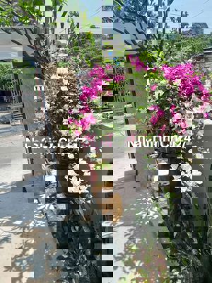 Chủ gởi bán nhà đổ lửng kiệt nguyển duy trinh,NHS,TPĐN