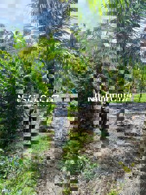 e chinh chu can ban 4.150m dat vuon