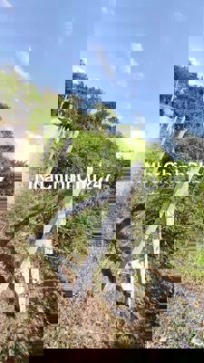 Chính chủ cần bán lô đất ở ấp Gò Me - Xã Bình Ân - H. Gò Công Đông .