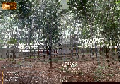 🌟 CHÍNH CHỦ BÁN 3 LÔ ĐẤT CLN – XÃ LONG NGUYÊN, BÀU BÀNG 🌟