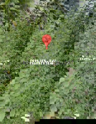 chính chủ bán ngộp đất dt 81,5m2 giá 975tr Q8