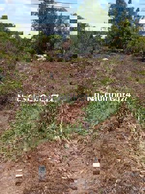 BÁN 1 LÔ ĐẤT DT 174,6m2, FULL THỔ CƯ Ở CẦN ĐƯỚC, SHR CHÍNH CHỦ.