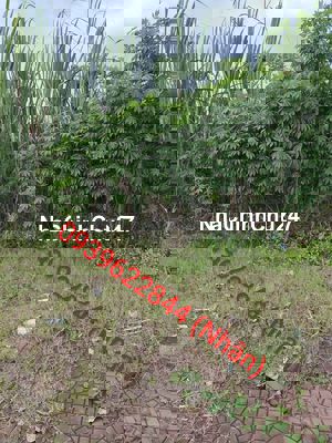 Cần bán đất nền chính chủ thổ cư 100%