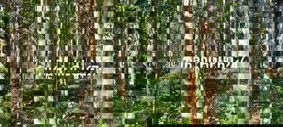 Rừng Gió bầu 20 năm cần tìm chủ