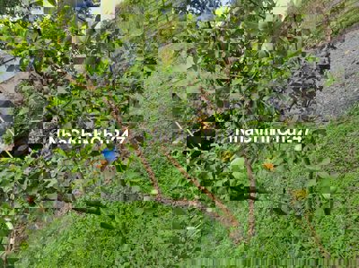 🏡 Đất vườn Củ Chi 3.479m², đường ô tô🔥Chính chủ cần tiền mới bán, SHR