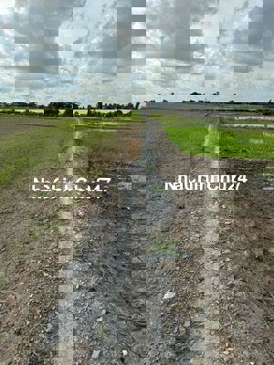 CHÍNH CHỦ bán 1340m2 đất lúa, Cần Đước, Long An