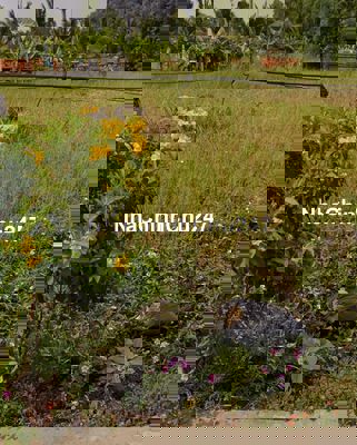 Chủ đất bệnh nhờ bán lô đất dt 107,5m2 giá 879tr Bình Chánh