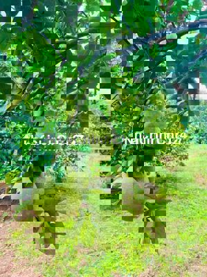 Chính chủ cần bán 2 lô đất vườn Tân Lâm, SH công chứng, giá 1,5tỷ full