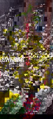 Chính chủ bán nhà mặt tiền