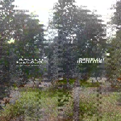 Chính Chủ Cần Bán Gấp Lô Đất Sẵn 200m Thổ cư, Vườn Ăn Trái