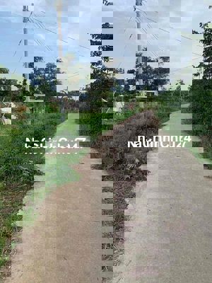 chính chủ kẹt tiền bán lỗ giá 350tr Dt 1783m