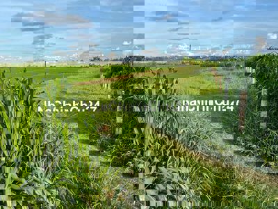 Đất chính chủ (14x90)m2