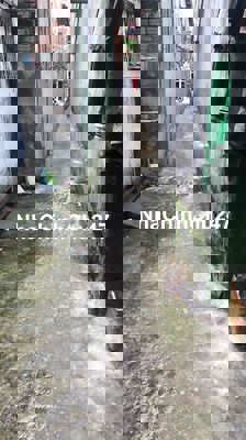 chín chủ cần bán