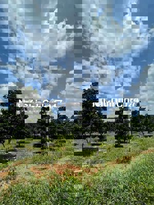 CHỦ CẦN BÁN VƯỜN CÂY ĂN TRÁI 1 SÀO