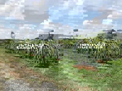 BÁN ĐẤT TRỒNG THANH LONG CHÍNH CHỦ