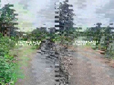 Chủ kẹt quá cần bán vườn Mít đang cho thu hoạch