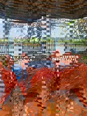 Chính chủ cần bán vườn bưởi tại Tân Uyên View sông Đồng Nai