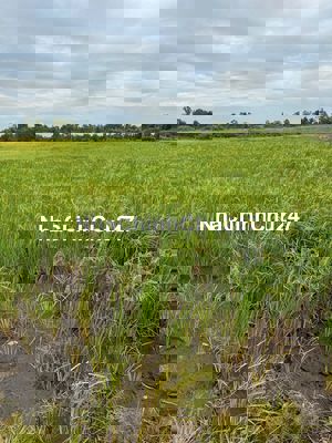 Đất chính chủ gần 5000m2 Củ chi