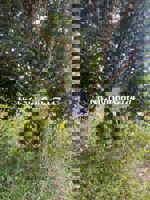 Đất thổ cư mặt tiền chính chủ không trung gian