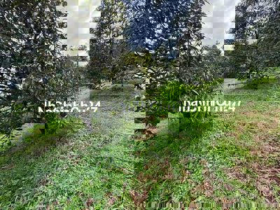 Chủ ngộp sang nhanh 1227m2 đất vườn Phú Giáo giá rẻ