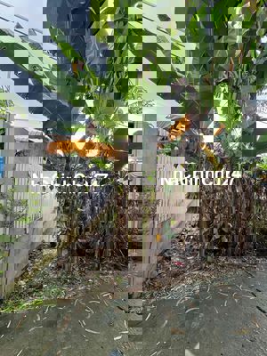 Bán gấp đất chính chủ cách trường Hoạ Mi điểm phụ 100 mét