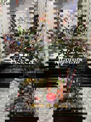 Nhà riêng cần bán chính chủ