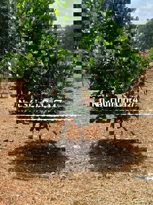 Chủ nợ ngân hàng thanh lý vườn mít 1200m2 giá 230 triệu