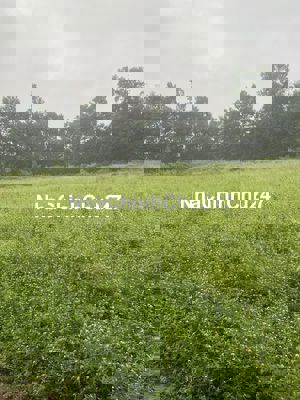 Bán đất trồng cây hàng năm diện tích 893m2,chính chủ,Tình Tây Ninh(LA)