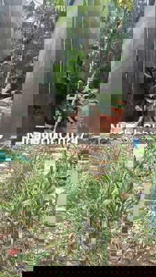 Bán đất shr chính chủ