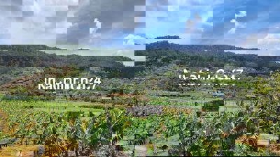 Chủ gửi bán lô đất Lâm Hà, Lâm Đồng giá chỉ 650tr