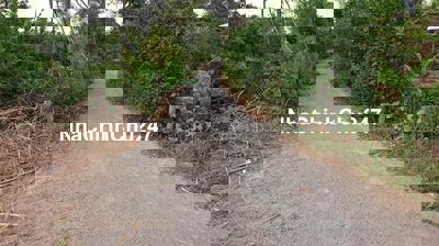 cần bán 500 chính chủ ***