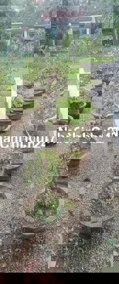 Bán 100m2 đất thổ cư chính chủ tại Thị Xã Ninh Hòa Khánh Hòa