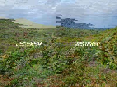 Chủ lớn tuổi không canh tác gửi bán 1.3ha đất vườn giá 650 triệu.