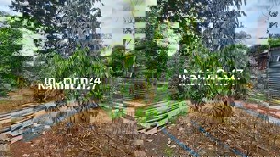 Chủ bán nhà vườn cực kì đẹp ở THỊ XÃ CHƠN THÀNH