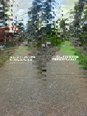 Chính chủ cần bán gấp đất đang trồng dừa