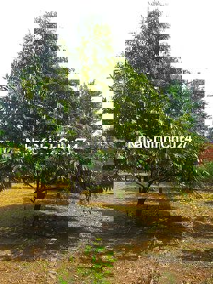 Chủ kẹt tiền gửi em bán gấp vườn sầu riêng siêu phẩm hơn 7200m2