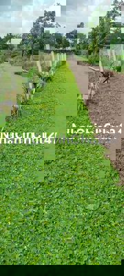 chính chủ cần bán lô đất 2008m2 có 100m2 đất thổ, sổ riêng giá 1,2 tr/