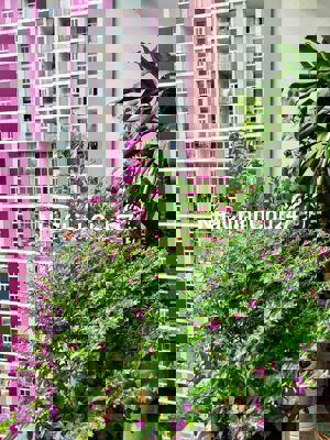 Chính chủ bán căn 4PN usilk city hướng Nam