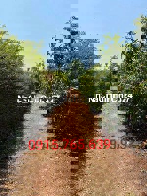 ⚡ SỐNG XANH GIỮA ĐẮK LẮK – CHÍNH CHỦ CẦN BÁN GẤP MẢNH ĐẤT THỔ CƯ