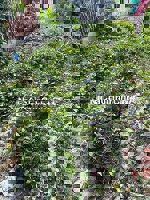 cần bán đất nền thổ cư giá tốt chính chủ