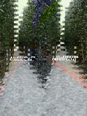 Chính chủ cần bán lô đất 7.000m , cách quốc lộ 1A 1,5km ,