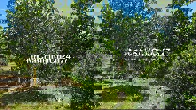 CHÍNH CHỦ CẦN BÁN GẤP NHÀ VƯỜN SỔ SẴN