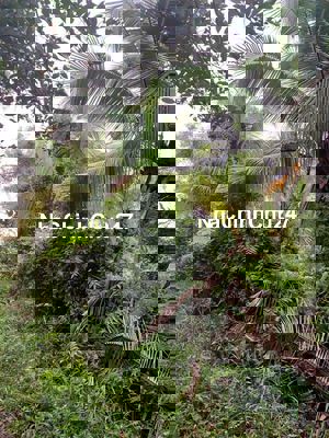 Mình chính chủ bán 1200m đất tại kênh 5