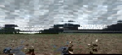 Chủ cần bán gấp lô đất 1033m2 ở Tân Hòa, Đồng Phú, giá 520tr