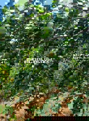 Bán gấp đất nền chính chủ  giá  chỉ 1,5ty/3000m2