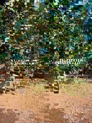 CHỦ CẮT LỖ 2 SÀO ĐẤT ĐỎ- VƯỜN TRÁI CÂY