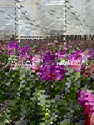 Bán đất khu vực nam hà chính chủ