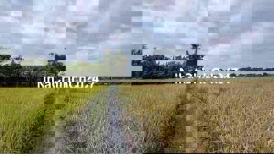 Chủ Kẹt Tiền bán gấp 2470m2 đất vườn+ lúa giá rẻ gần TT Cần Giuộc